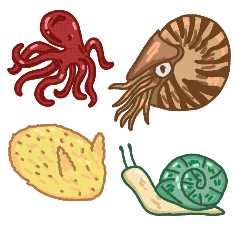  4 mollusks, top left is a red octopus, top right is a nautilus, bottom left is a sea lemon (sea slug), and bottom right is a green-blue shelled snail